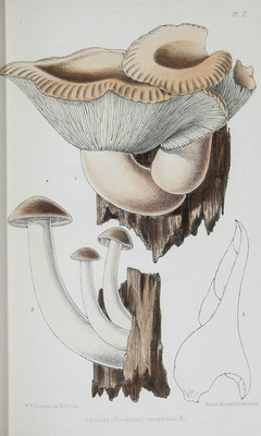 13516
          <br/>
          Mycological illustrations being figures and descriptions of new and rare hymenomycetes fungi.
          <br/>
          <em></em>